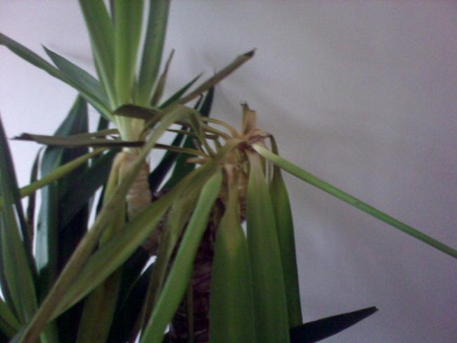 Name:  Foto057.jpg
Views: 5024
Size:  29.3 KB