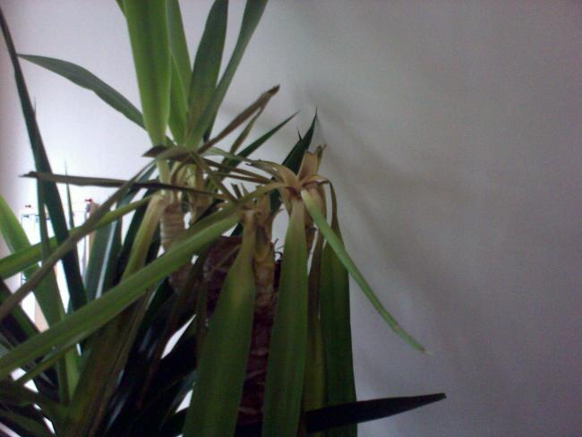 Name:  Foto059.jpg
Views: 5012
Size:  31.9 KB