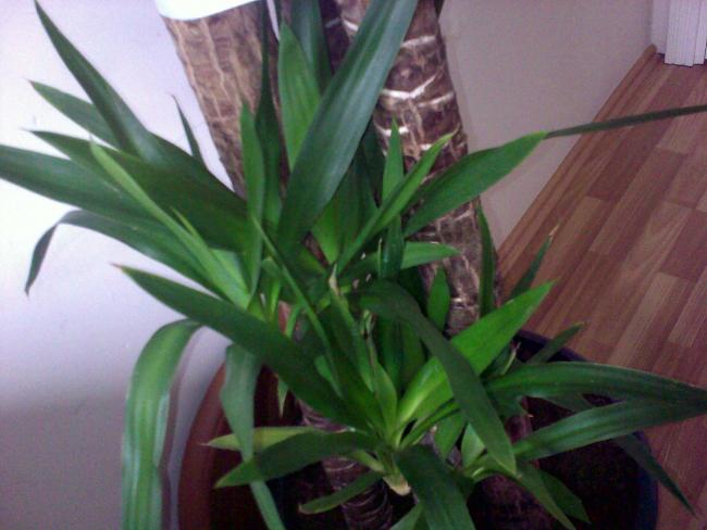Name:  Foto060.jpg
Views: 5120
Size:  39.0 KB
