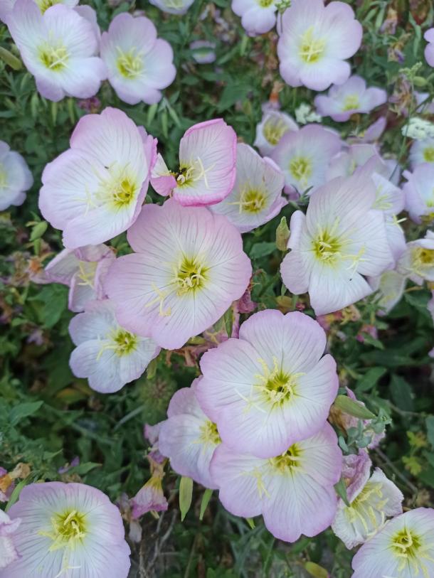 Name:  pembe ezan iei.jpg
Views: 1039
Size:  72.5 KB