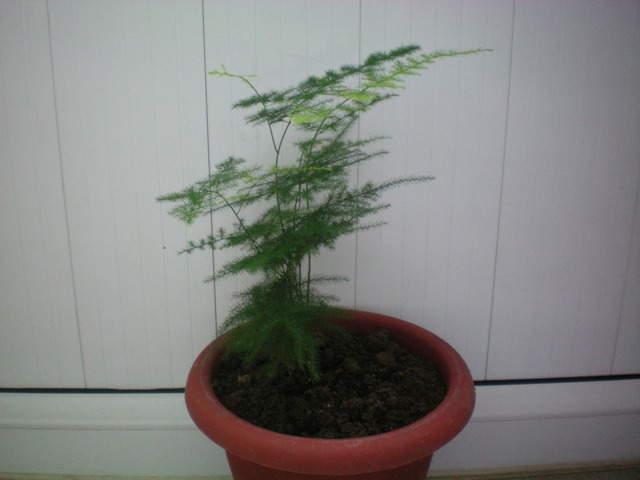 Name:  000_0007.jpg
Views: 2898
Size:  63.6 KB