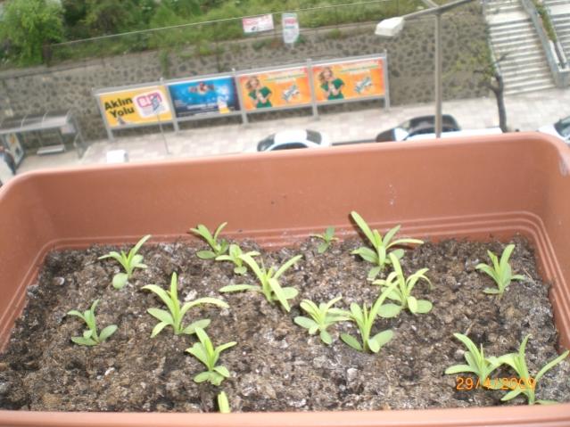 Name:  CIMG4998.jpg
Views: 1712
Size:  56.4 KB