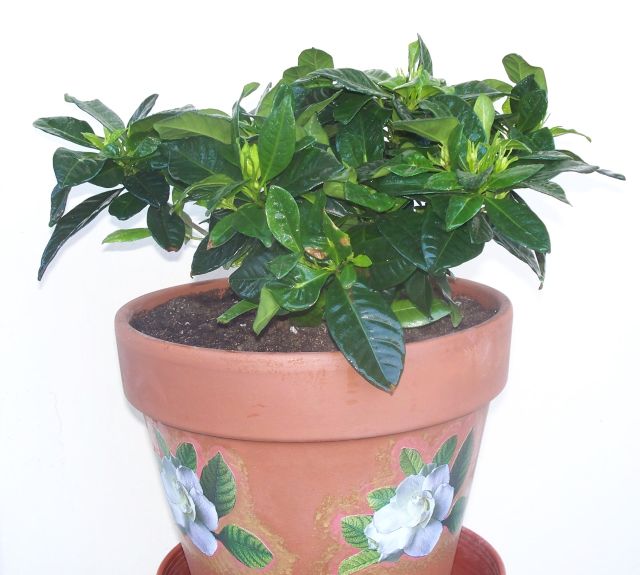 Name:  gardenya1.jpg
Views: 2388
Size:  49.0 KB
