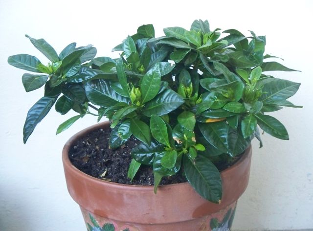 Name:  GARDENYA5.jpg
Views: 3396
Size:  46.6 KB