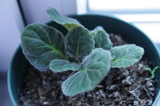 Name:  Gloxinia.jpg
Views: 1556
Size:  33.4 KB