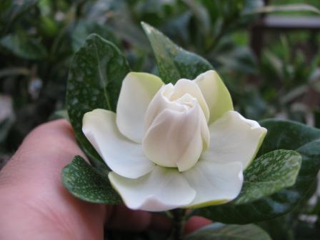 Name:  IMG_0363e.jpg
Views: 1660
Size:  20.1 KB