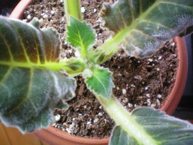 Name:  100_0009.jpg
Views: 2307
Size:  52.3 KB