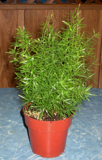 Name:  plants%20sprengeri%20097.jpg
Views: 4401
Size:  50.9 KB