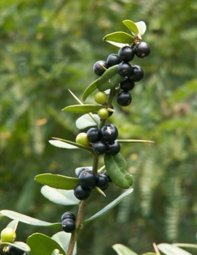 Name:  Severinia buxifolia1.jpg
Views: 3219
Size:  26.5 KB