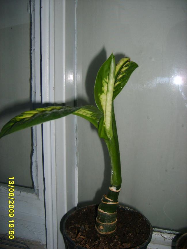 Name:  S5000001.jpg
Views: 3850
Size:  48.5 KB