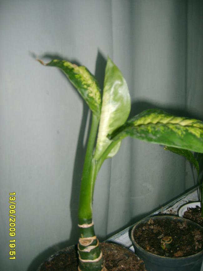 Name:  S5000002.jpg
Views: 3743
Size:  43.6 KB