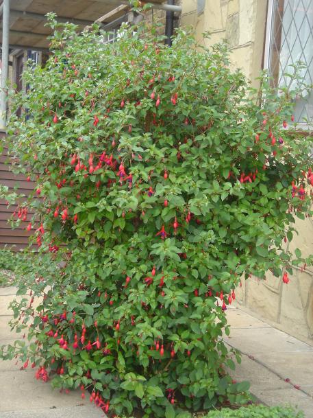 Name:  kupe6.jpg
Views: 2347
Size:  75.1 KB