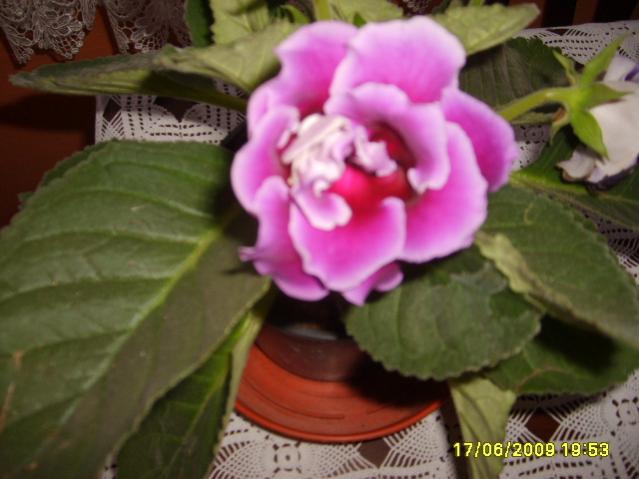 Name:  S6000808.jpg
Views: 2272
Size:  39.1 KB