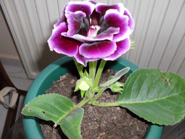 Name:  Mor Gloxinia.jpg
Views: 1795
Size:  68.8 KB