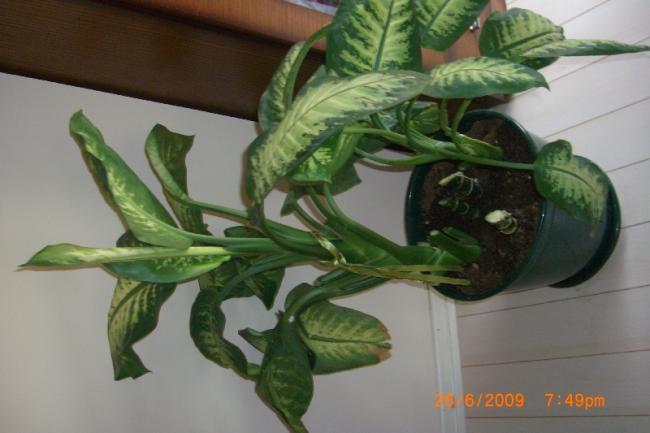 Name:  sahibinden_CIMG3834.jpg
Views: 3121
Size:  33.4 KB