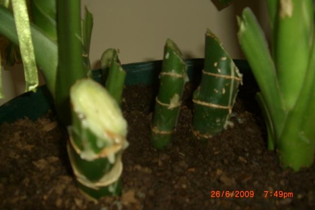 Name:  sahibinden_CIMG3838.jpg
Views: 4270
Size:  26.6 KB