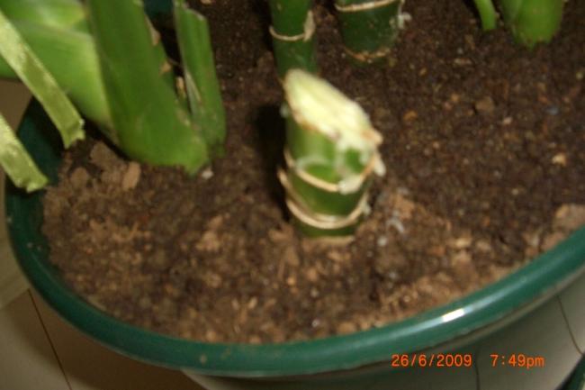 Name:  sahibinden_CIMG3837.jpg
Views: 2970
Size:  30.8 KB