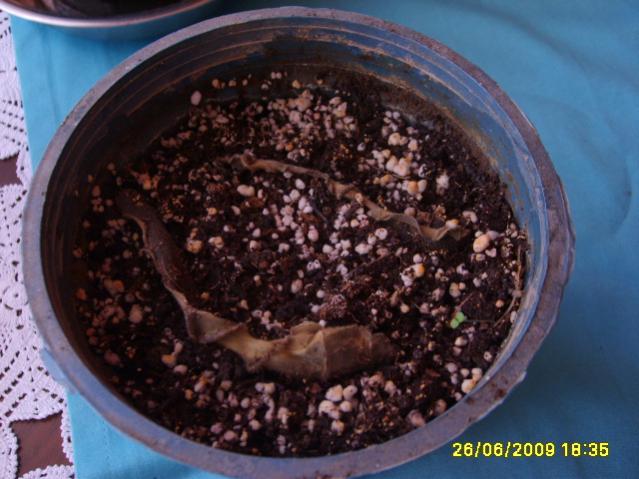 Name:  S6000846.jpg
Views: 1318
Size:  49.0 KB