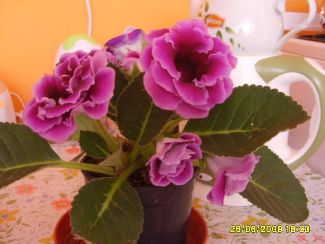 Name:  S6000843.jpg
Views: 1362
Size:  39.5 KB