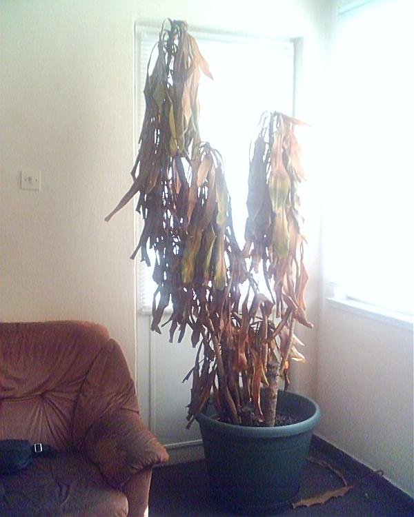 Name:  HPIM0010.jpg
Views: 14612
Size:  50.8 KB