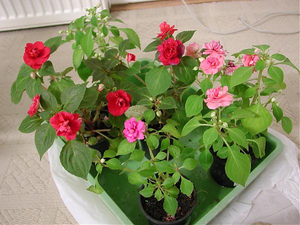 Name:  EPSN0155.jpg
Views: 25057
Size:  53.1 KB