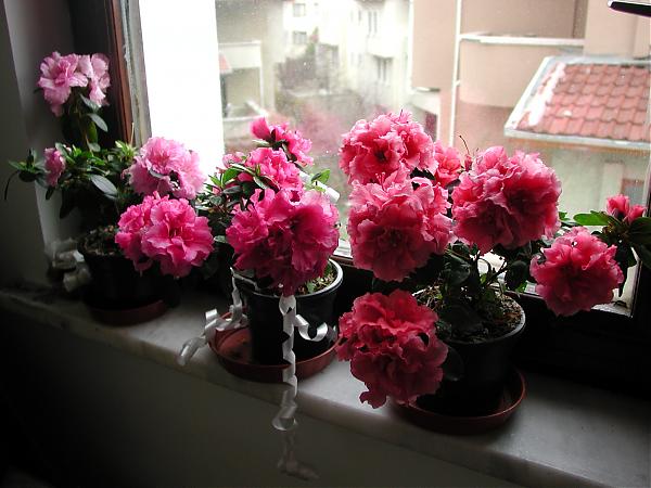 Name:  EPSN0054.jpg
Views: 20973
Size:  43.9 KB