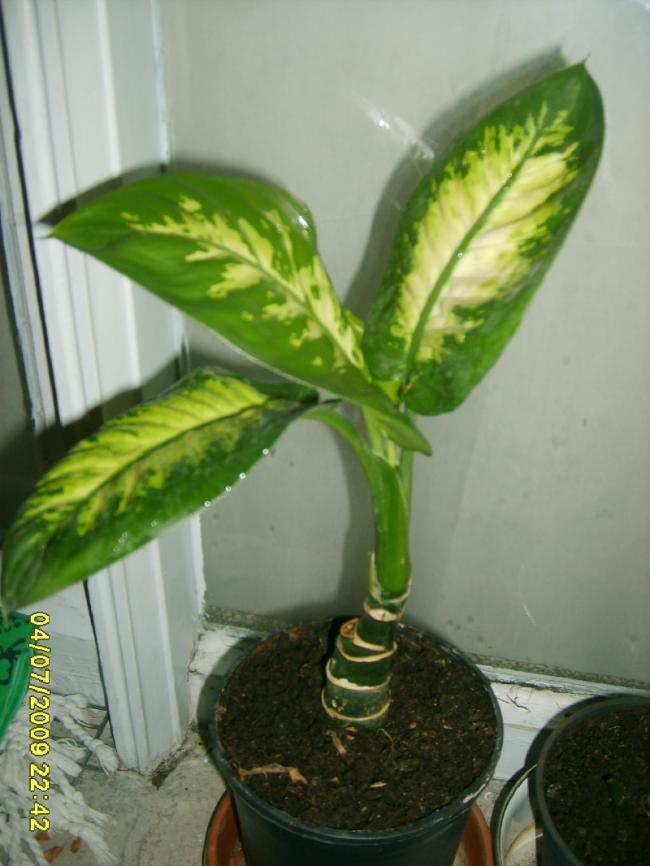 Name:  sahibinden_S5000023.jpg
Views: 2985
Size:  57.6 KB