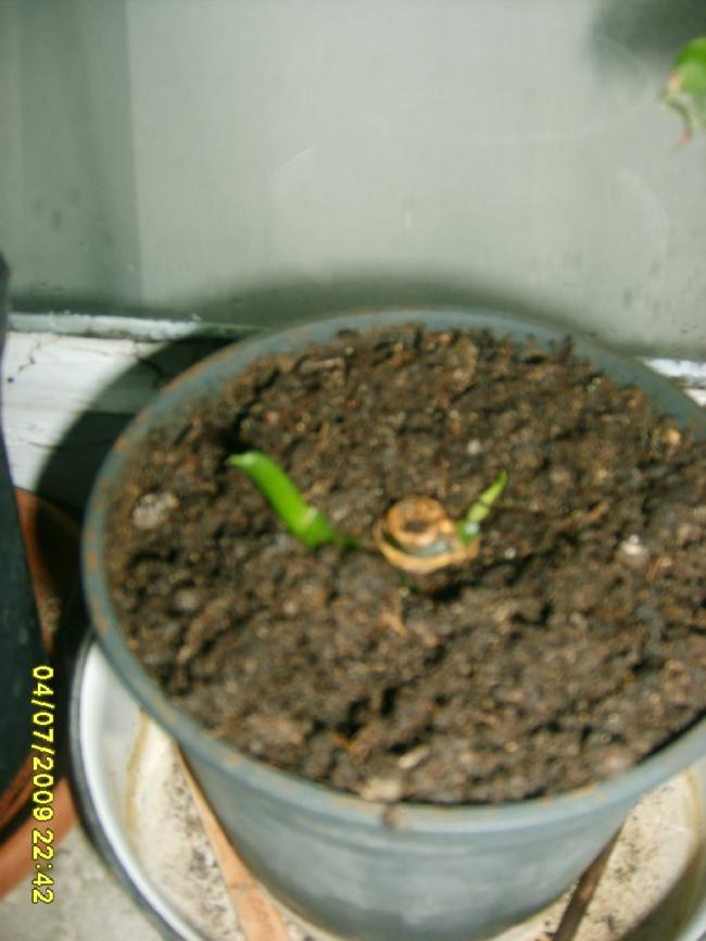 Name:  sahibinden_S5000024.jpg
Views: 2942
Size:  53.1 KB