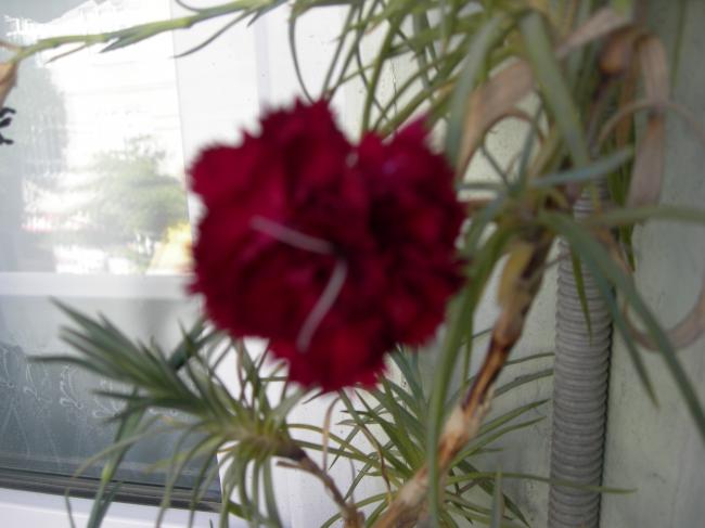 Name:  kokulu krmz karanfil.jpg
Views: 2760
Size:  35.0 KB
