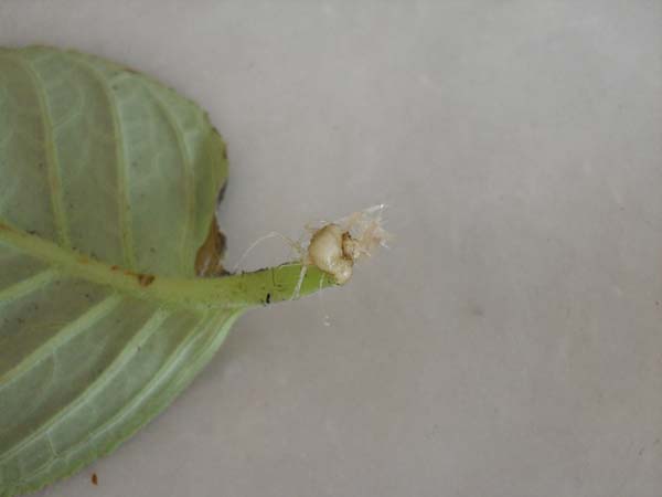Name:  SDC10050.JPG
Views: 1451
Size:  36.9 KB