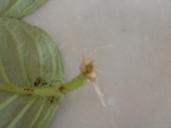 Name:  SDC10051.JPG
Views: 1390
Size:  35.6 KB