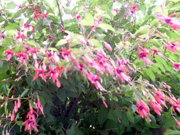 Name:  agackupe1.jpg
Views: 3121
Size:  62.2 KB