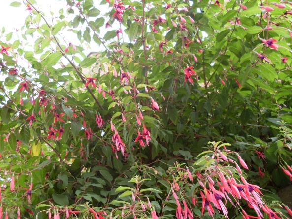 Name:  agackupe2.jpg
Views: 3096
Size:  72.4 KB