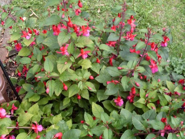 Name:  pmebe koyumaki.jpg
Views: 3809
Size:  70.9 KB
