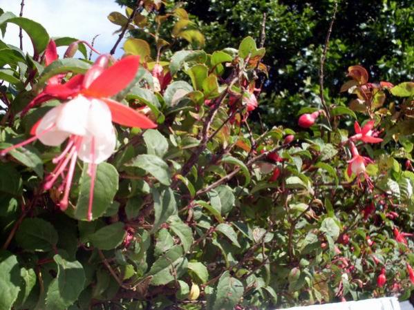 Name:  kupekirmizibeyaz.jpg
Views: 6521
Size:  67.2 KB