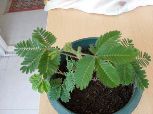 Name:  SDC10233.JPG
Views: 3103
Size:  59.2 KB