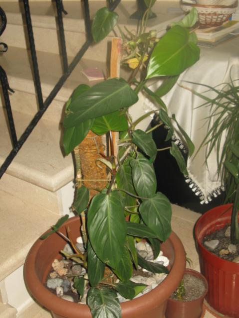 Name:  IMG_1377.jpg
Views: 4221
Size:  44.4 KB