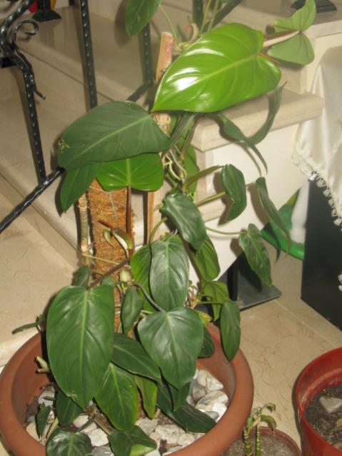 Name:  IMG_1378.jpg
Views: 8102
Size:  44.5 KB