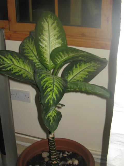Name:  IMG_1380.jpg
Views: 4143
Size:  30.4 KB