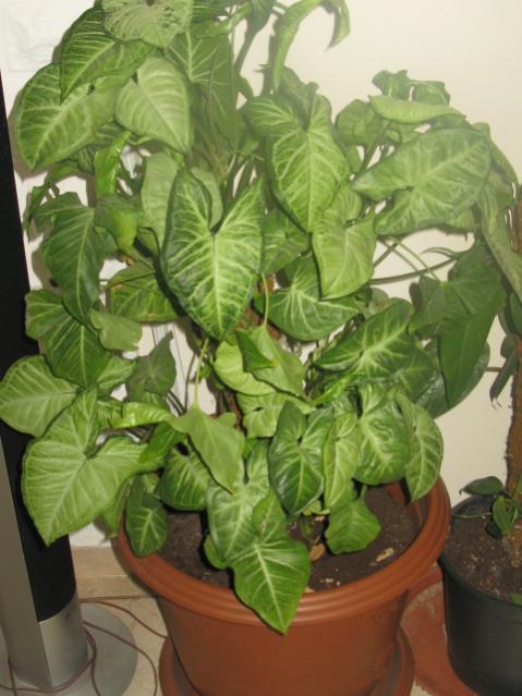Name:  IMG_1381.jpg
Views: 2702
Size:  46.5 KB