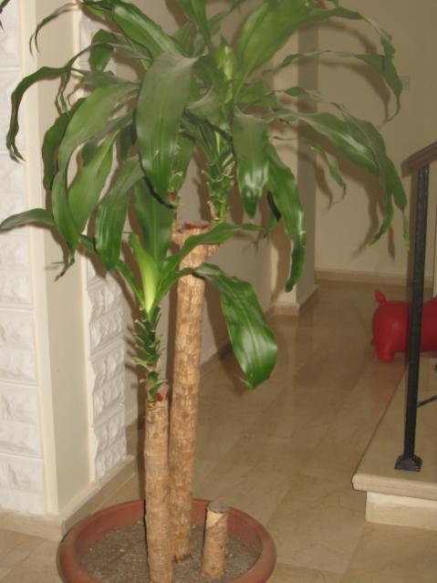 Name:  IMG_1382.jpg
Views: 2568
Size:  33.7 KB