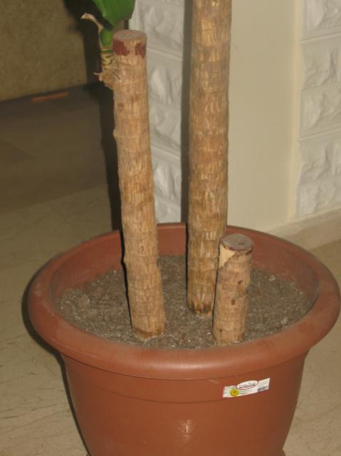 Name:  IMG_1385.jpg
Views: 2494
Size:  26.5 KB