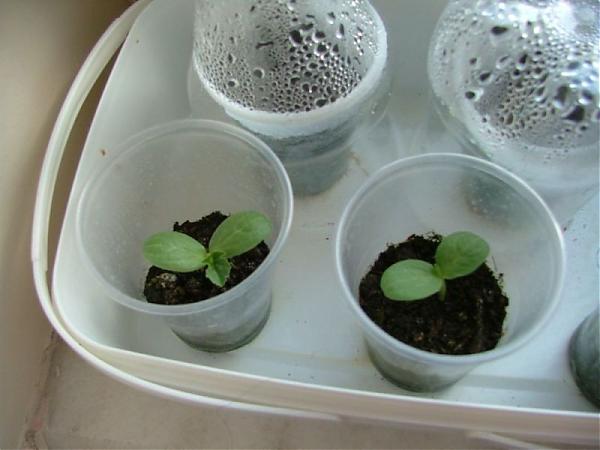 Name:  iek 2007 009.jpg
Views: 28409
Size:  32.4 KB