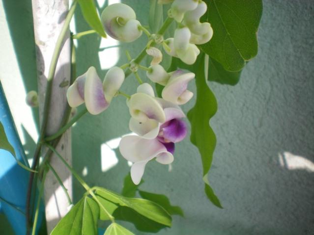 Name:  000_0004.jpg
Views: 1734
Size:  33.8 KB