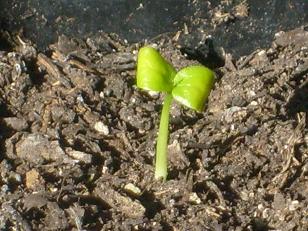 Name:  edulis.JPG
Views: 916
Size:  57.5 KB