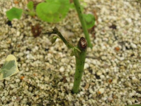 Name:  selluka elik (450 x 338).jpg
Views: 992
Size:  55.2 KB