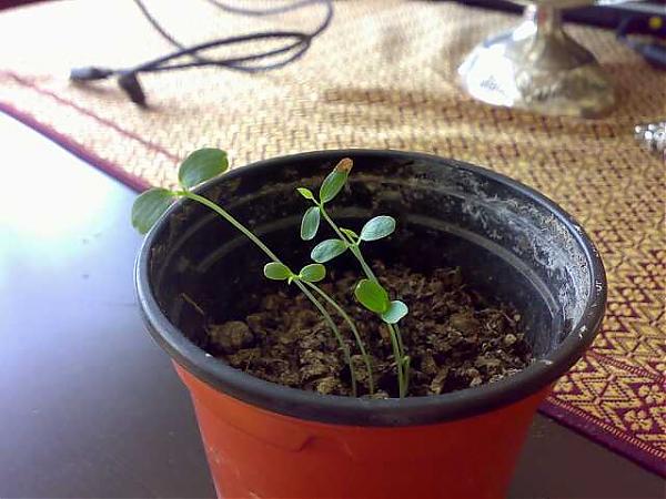 Name:  010620071814-kk.jpg
Views: 1255
Size:  45.1 KB
