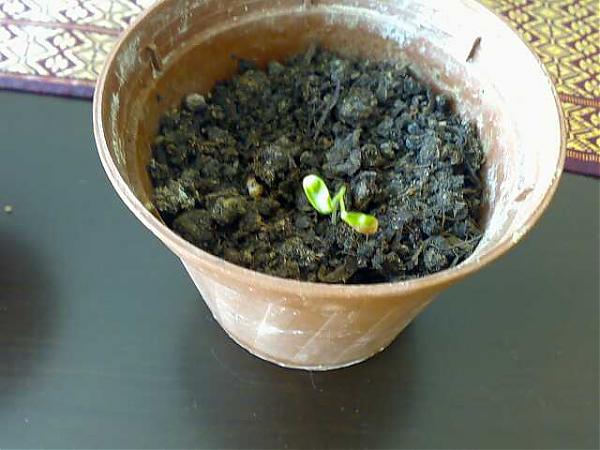 Name:  010620071816-kk.jpg
Views: 1174
Size:  40.1 KB