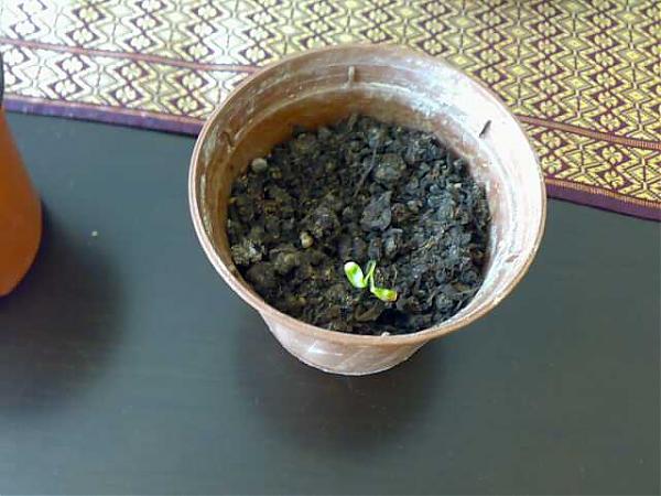 Name:  010620071817-kk.jpg
Views: 1111
Size:  42.3 KB