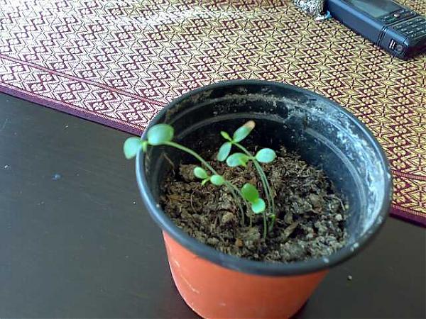 Name:  010620071818-kk.jpg
Views: 1197
Size:  70.3 KB